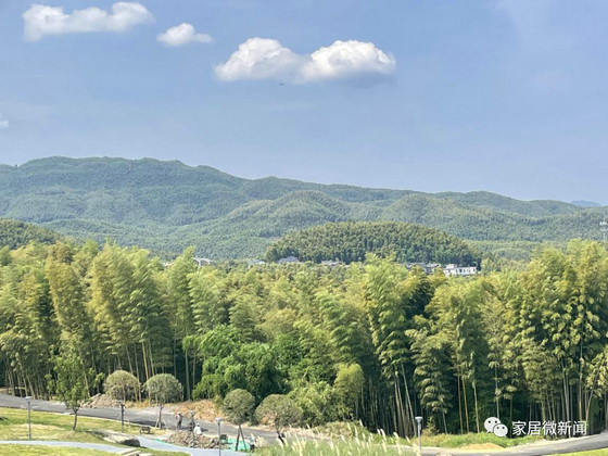 竹林2